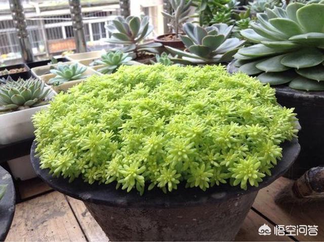 薄雪万年草:黄金万年草如何才能养到爆盆？