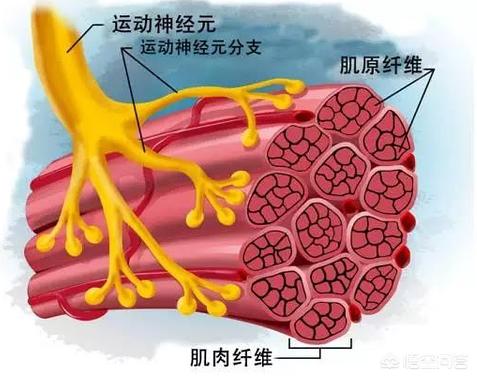 健身3年的肌肉男与搬砖10年的建筑工，两者肌肉差距有多大