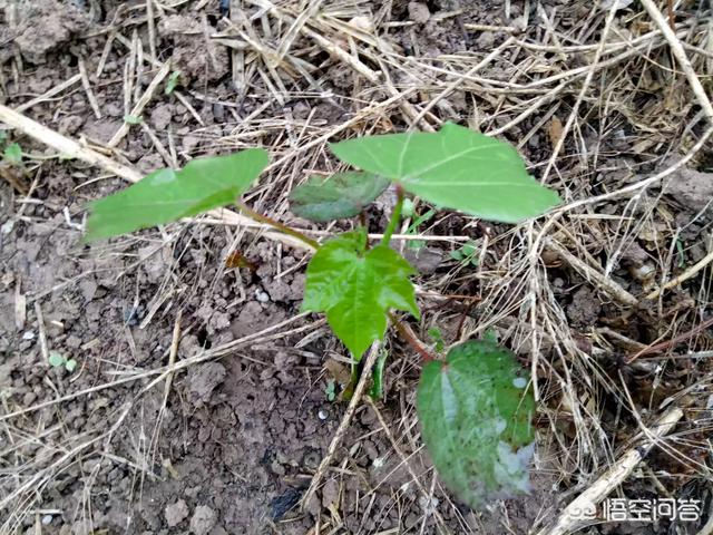 十字花科蔬菜软腐病:十字花科蔬菜软腐病的防治措施包括 低温后棉苗如何赶上进度？