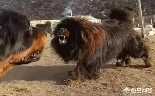 中亚vs藏獒打架视频:我国的哪些狗可以打得过中亚牧羊犬？为什么？