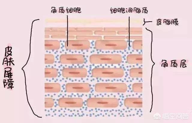 酵母片面膜多久做一次:敏感肌肤可以每天敷面膜吗？可以每天用补水的晚安面膜吗？