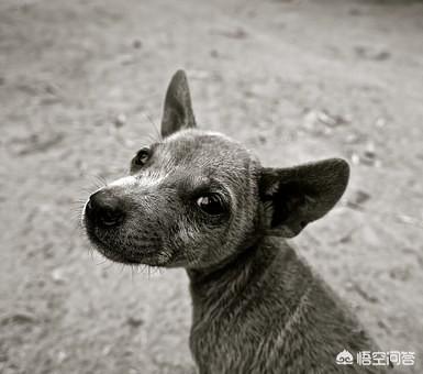 犬钩虫病图片科手机版:泰迪犬的哪些行为在我们眼中看来是搞笑的，但是却可能生病了？