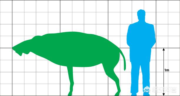 甘肃发现白化野骆驼:完齿兽是一种什么野兽据说非常残暴，是真的吗