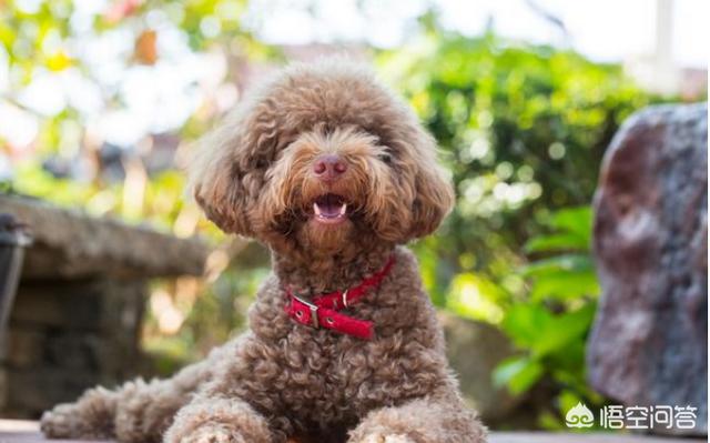 纯种泰迪犬图片及标准:想购买纯种泰迪犬，如何分真假？