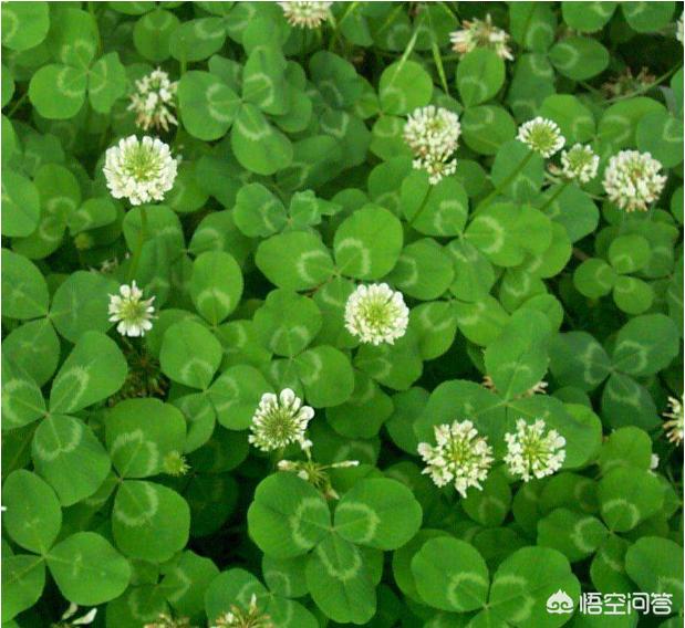 豆科牧草:湖北养牛种什么牧草最好？