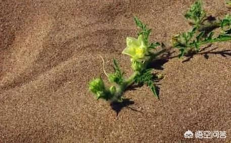 历史上神秘的草原帝国柔然是什么样的，它是怎么强大起来的？