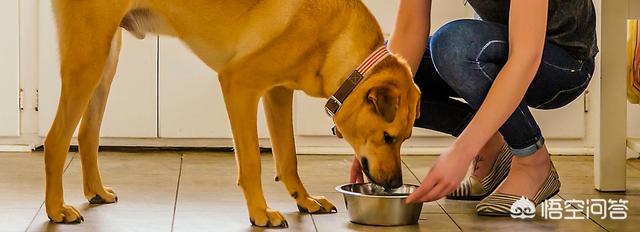 犬舍狗食配方:怎样安全地给狗狗换狗粮？