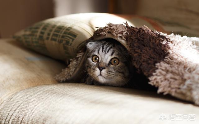 膨润土猫砂堵住蹲厕了:不用猫砂，如何教猫上厕所？