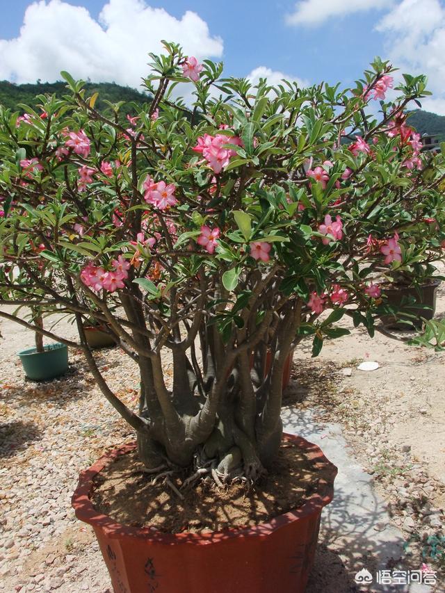 头条问答 三亚哪家花卉苗圃种类比较众多 2个回答