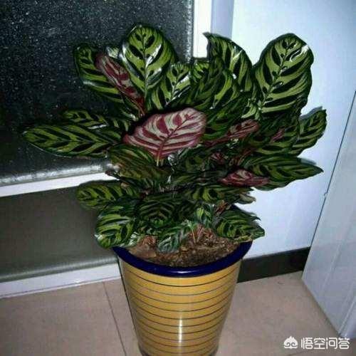 孔雀竹芋 价格:孔雀竹芋叶子干边是怎么回事？