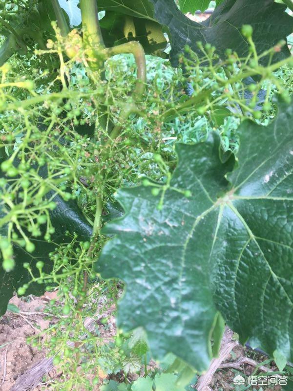 葡萄树的害虫有哪些:为什么今年葡萄上的蚧壳虫特别多？