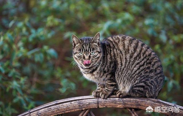 戴更基说不溜猫:猫咪如果不做绝育会对身体有伤害吗？