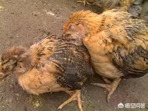 鸡球虫病有什么症状照片:蛋鸡产蛋期还会有小肠球虫吗？
