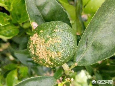 梨锈壁虱:怎么减少柑橘果面的凹凸和伤痕？