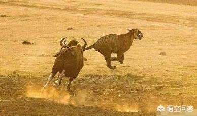 野牦牛的战斗力怎么样，非洲水牛VS白肢野牛谁厉害呢