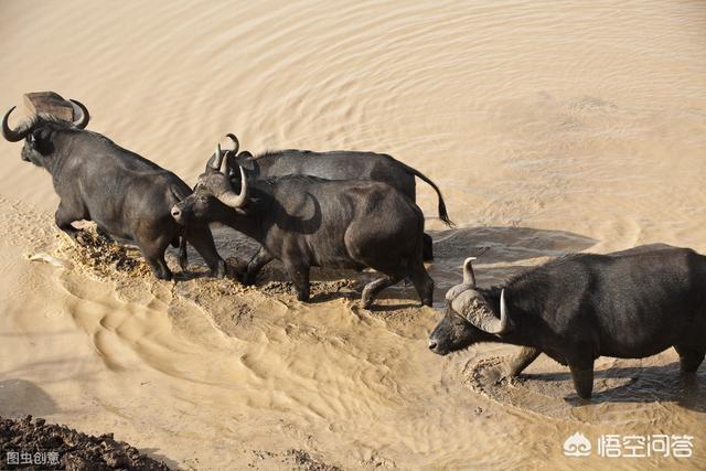 西沙东岛野牛群有多少头，非洲水牛VS白肢野牛谁厉害呢