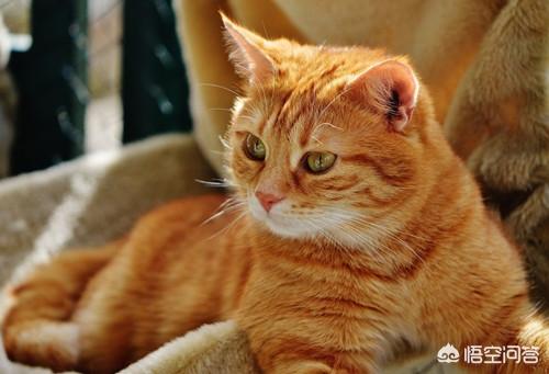 猫鼻支试纸多少钱一个:猫鼻支试纸阳性就是猫鼻支吗？
