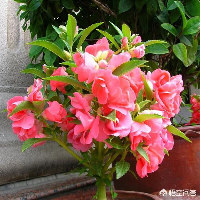 寻找眼镜王蛇:寻找眼镜王蛇纪录片 农村里有种草，眼镜王蛇见了都害怕，这是什么草啊？