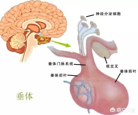 性功能减退如何改善,男性性功能下降与脑疾病有关吗？