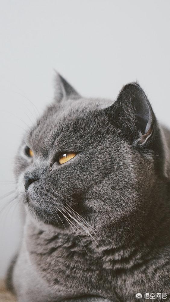 有人说蓝猫好养,关键该怎么驯服好?我家主子淘气,还喜欢咬我手,怎么办？