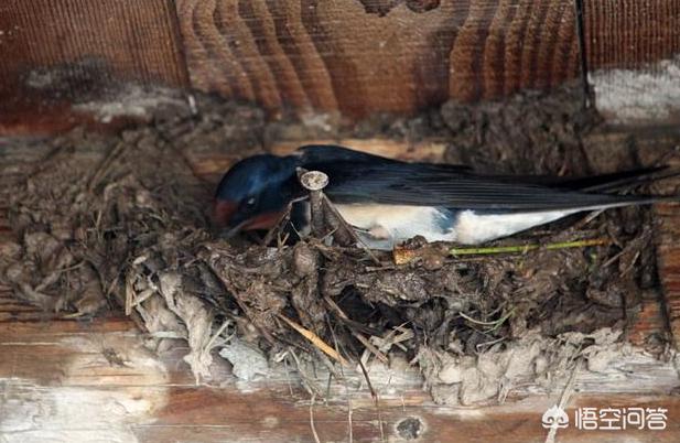 燕子在農村屋簷下辛苦搭個窩,為什麼大多隻住一年,第二年就不來了?