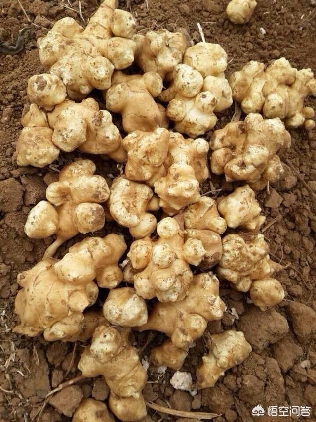 头条问答 - 向日葵和洋姜很像,怎么区分呢?(7个回答)