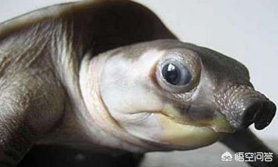 珍珠鳖如何养殖:鱼缸铺沙养猪鼻龟，食物残渣怎么办？