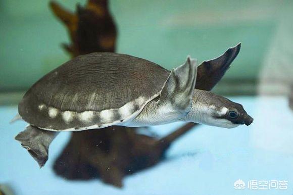 珍珠鳖如何养殖:鱼缸铺沙养猪鼻龟，食物残渣怎么办？