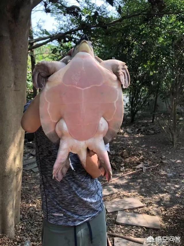 珍珠鳖如何养殖:鱼缸铺沙养猪鼻龟，食物残渣怎么办？