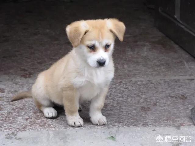 狗身上有跳蚤怎么办:狗狗身上的跳蚤跳到人的身上和床上应该怎么办？