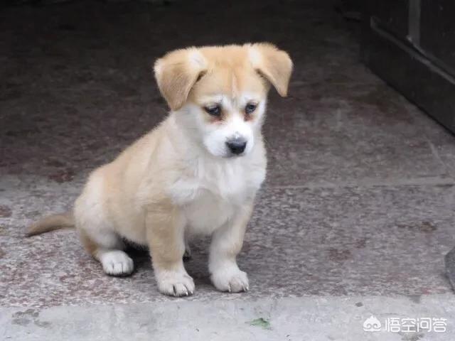 如何才能防止宠物携染跳蚤，怎么防治猫咪身上的跳蚤和虱子