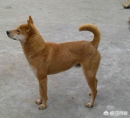 珍岛狗和田园犬:韩国珍岛犬图片大全 养中华田园犬就是丢面子吗？