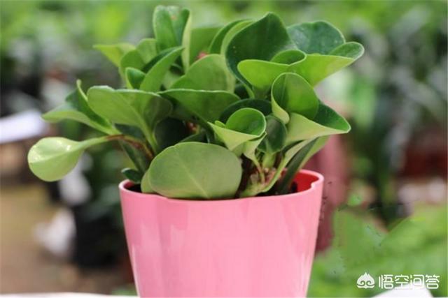 青叶碧玉:请问吸烟鬼盆栽属于什么植物？