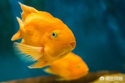 水族疾病:观赏鱼患上水霉病的原因在哪，该如何避免？