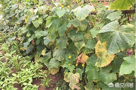 花清丹滋养型有排泄物:为什么用鸡鸭的粪便充当农家肥种植农作物，农作物会枯萎？