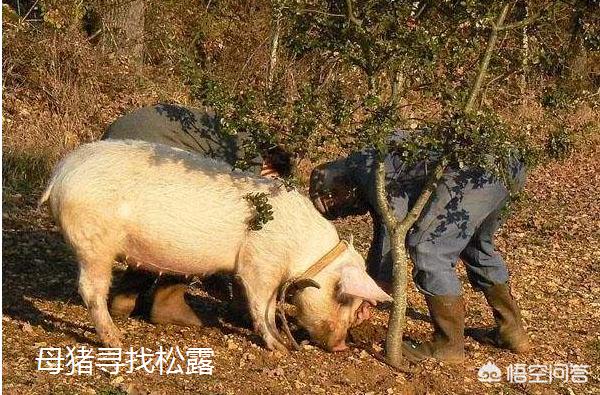 松露种植:松露是如何生长的？松露怎样采摘挖掘？