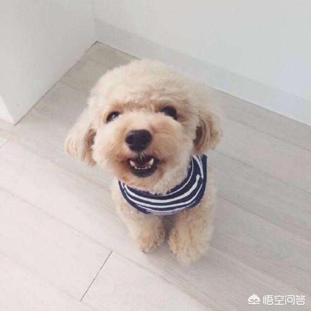 辛迪宠物:对泰迪来说，它一生中最重要的是什么？ 辛迪宠物乐园
