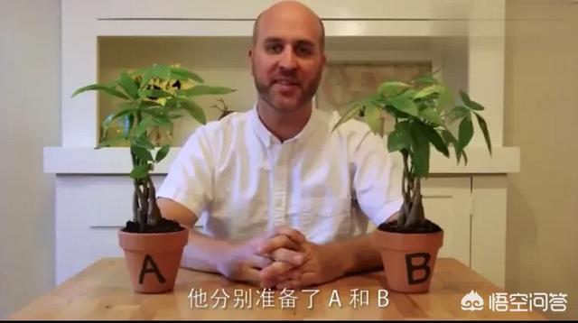 一盆植物被骂了30天,终于被骂死了,恶言真的能置植物于死地吗？