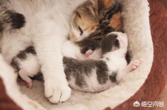 孟加拉国猫是活动量非常大的猫咪:“开挂”的孟加拉国火车，有什么特点？