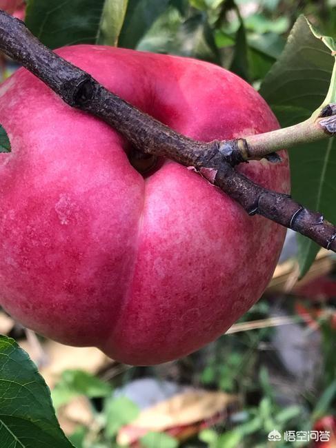 头条问答 - 红芙蓉油桃抗冻吗?(6个回答)