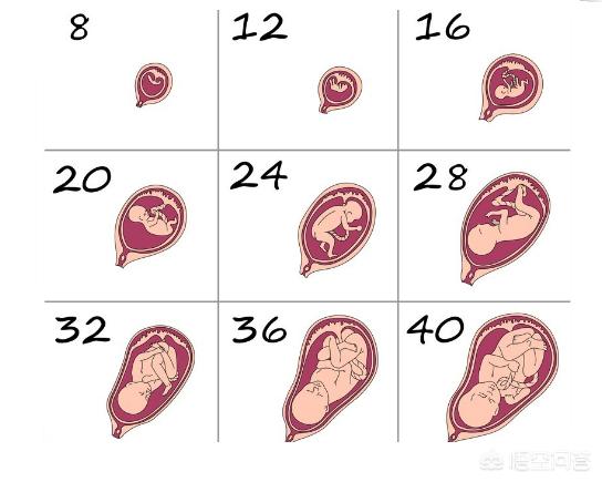 女孩子怀孕几个月才能生小孩 头条问答
