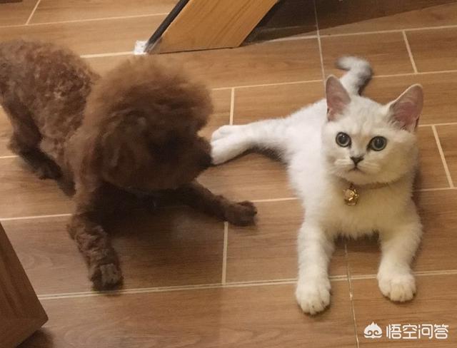 猫猫狗狗小游戏:家里来了一只小猫，家里有狗狗它们一般多长时间混熟？