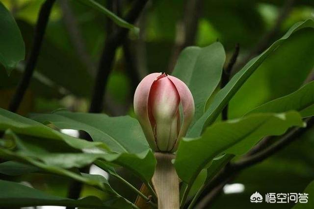 世界濒临灭绝的植物:严重濒临灭绝的植物怎样才能保护