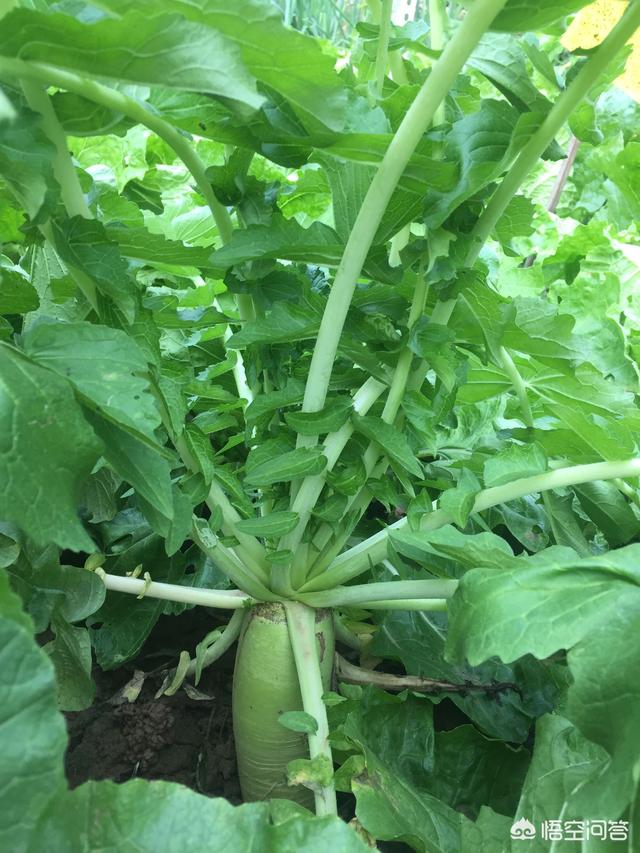 头条问答 - 白萝卜种撒在地里,天干几天能发芽出土?(4个回答)