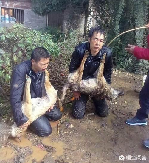 最近偷狗被打视频:偷狗贼被狗咬死，是狗主人负全责吗，有哪些具体案例？ 偷狗贼被打视频大全