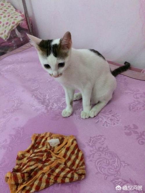 猫一直尿床怎么办:怎么改正猫咪尿床的坏毛病？