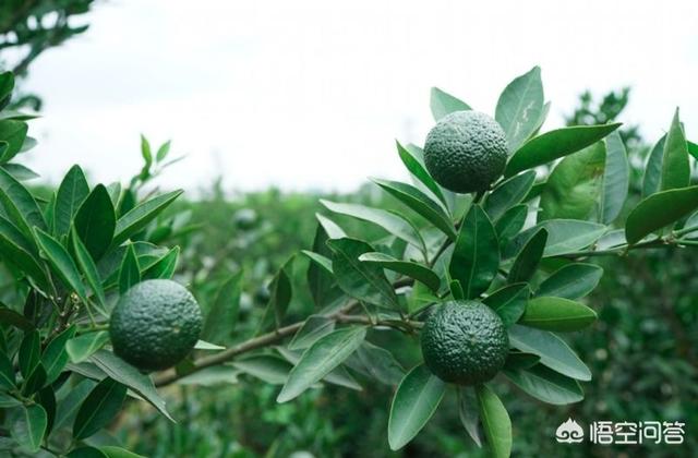 药用保健茶是用茶叶和某些中草药拼合而成的,小青柑普洱茶的制作工艺怎么样？