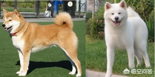 秋田犬智商:柴犬就是日本的秋田犬吗？如何养？