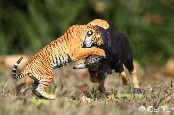 为什么有人说老虎的捕猎能力比狮子弱?-桂英旅游网