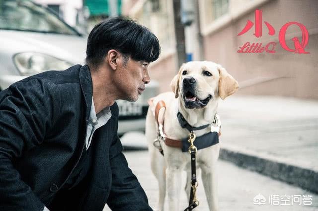 导导肓犬小q电影:导盲犬小q电影中文完整版 如何评价任达华、梁咏琪主演的导盲犬电影《小Q》？